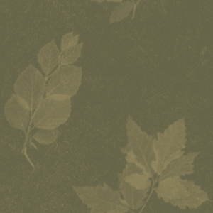 floral backgrounds